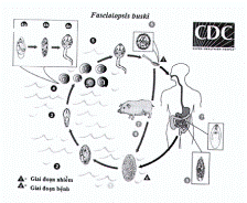 Chu kì phát triển của sán lá ruột lớn
