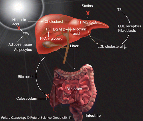 Statin trong điều trị rối loạn lipid máu và các vấn đề cần biết