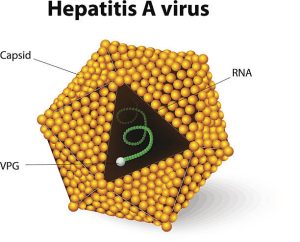 Bệnh viêm gan vi rút A là một bệnh viêm gan cấp tính do virus viêm gan A gây ra (HAV)