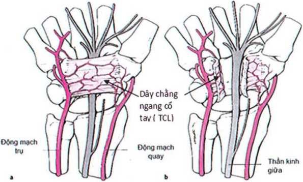 hẹ-thong-mach-mau-cua-TCL