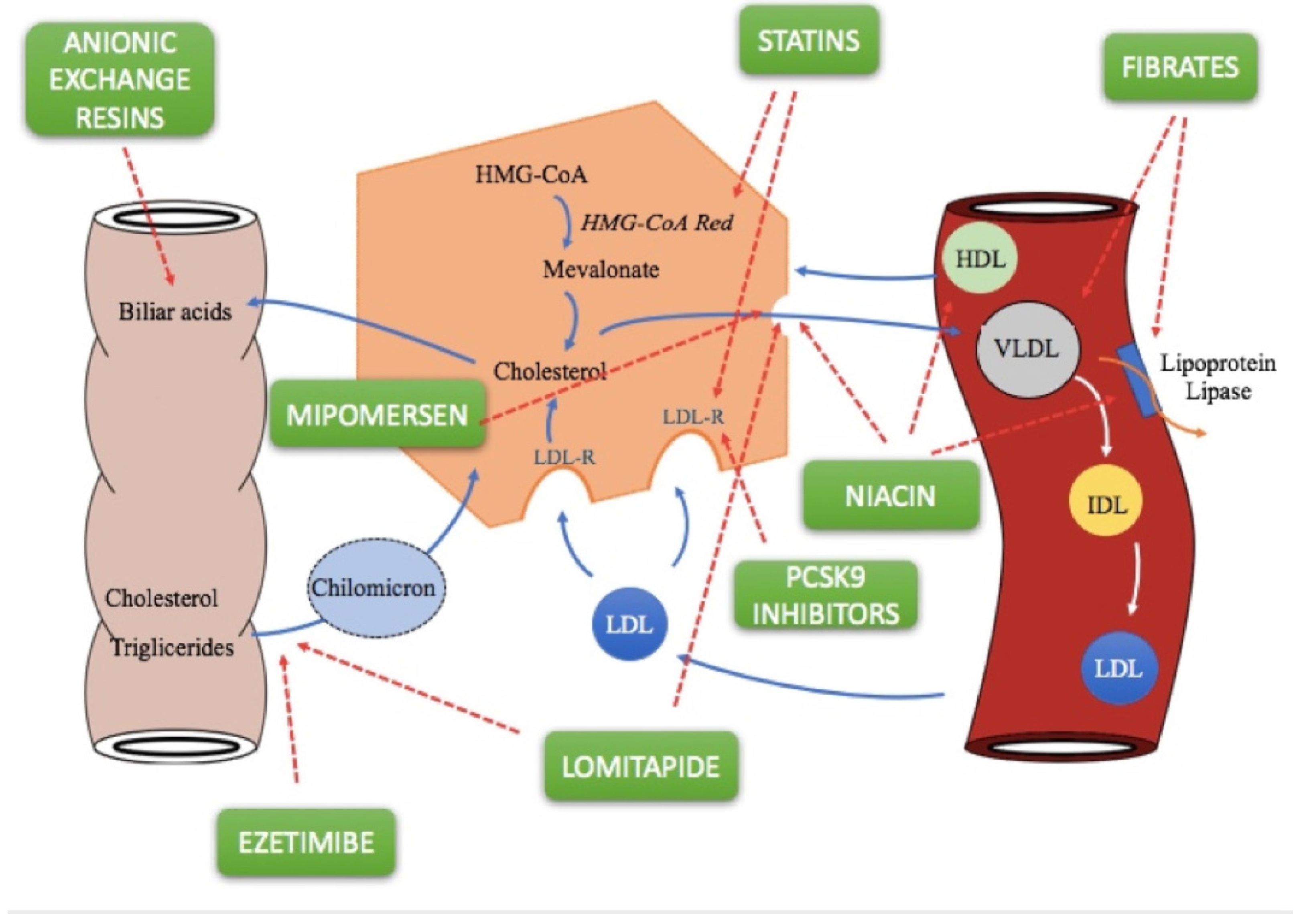 Ezetimibe trong thực hành điều trị rối loạn lipid máu