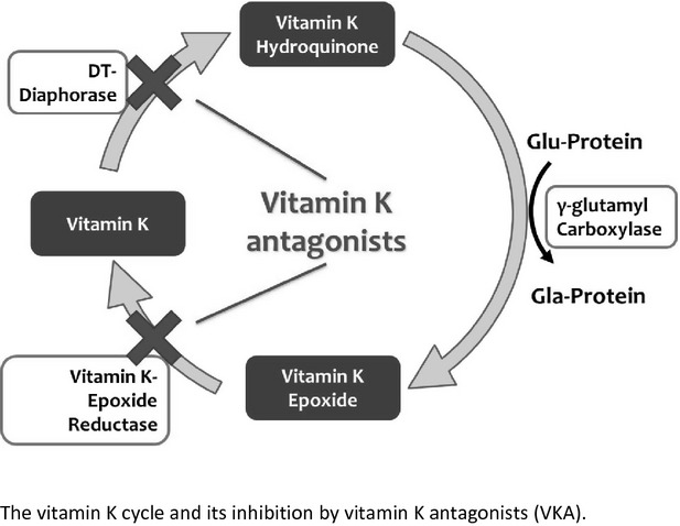 Thuốc kháng vitamin K và những điều cần biết