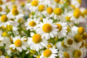 Hoa cúc (Chamomile)