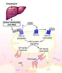 Clopidogrel và các vấn đề trong điều trị