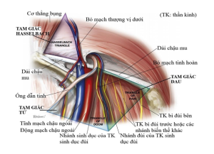 Tam giác tử, tam giác đau