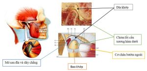 ảnh minh họa: cấu tạo khớp thái dương hàm