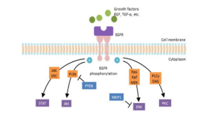 hinh-anh-phan-tu-EGFR