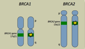 gen-BRCA1-va-BRCA2