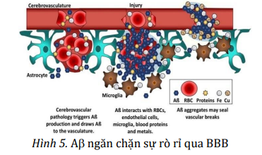 AB-ngan-chan-su-ro-ri-qua-BBB