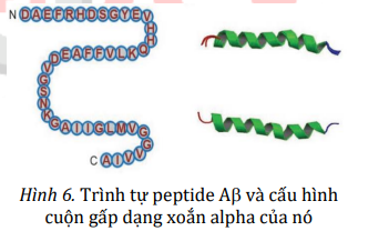 trinh-tu-peptide-AB-va-cau-hinh-gap-dang-xoan